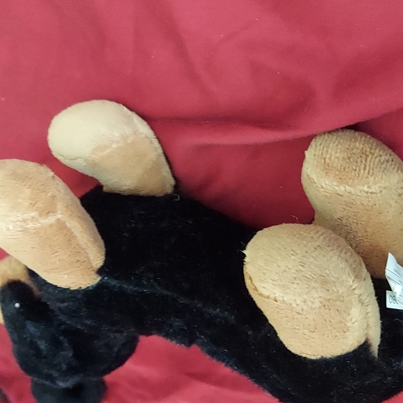 Puppy Black & Tan - Picture 5 of 8